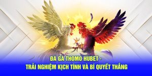 Đá gà thomo hubet- bí quyết thắng