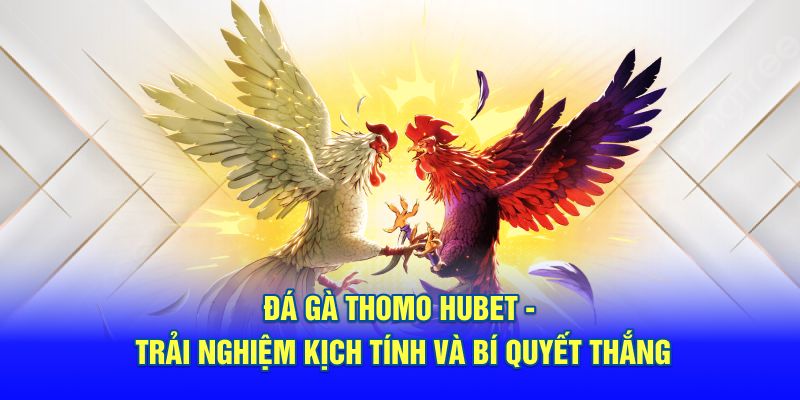 Đá gà thomo hubet- bí quyết thắng