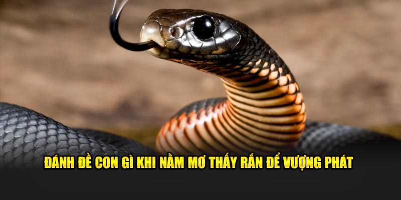 Đánh đề con gì khi nằm mơ thấy rắn để vượng phát 