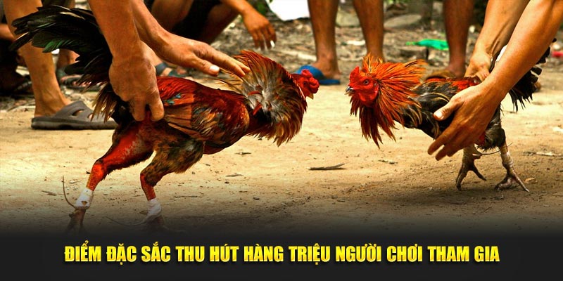 Điểm đặc sắc hàng đầu của đá gà hubet