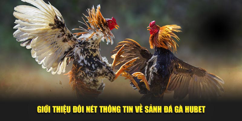 Giới thiệu đôi nét thông tin về sảnh đá gà Hubet