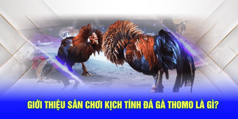 Giới thiệu đá gà thomo hubet