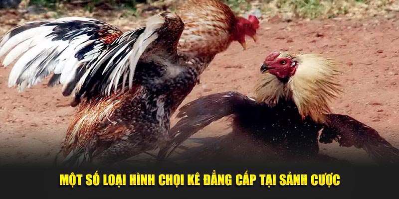 Một số loại hình chọi kê đẳng cấp tại đá gà hubet