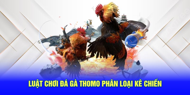 Luật chơi đá gà thomo hubet