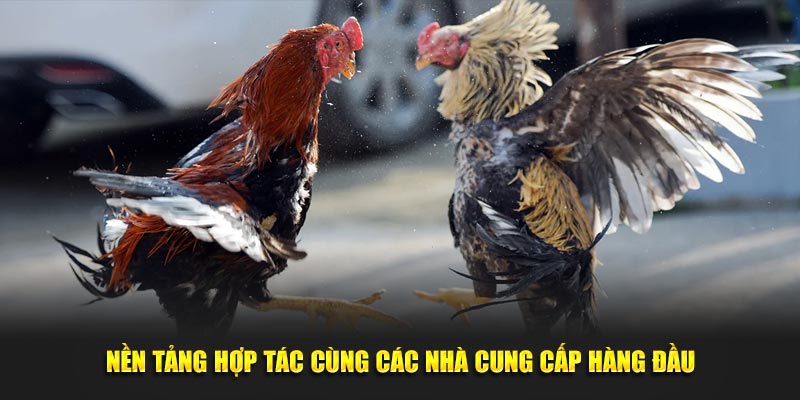 Nền tảng hợp tác cùng đá gà hubet